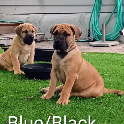 VID_20250913_110907_exported_5565~3