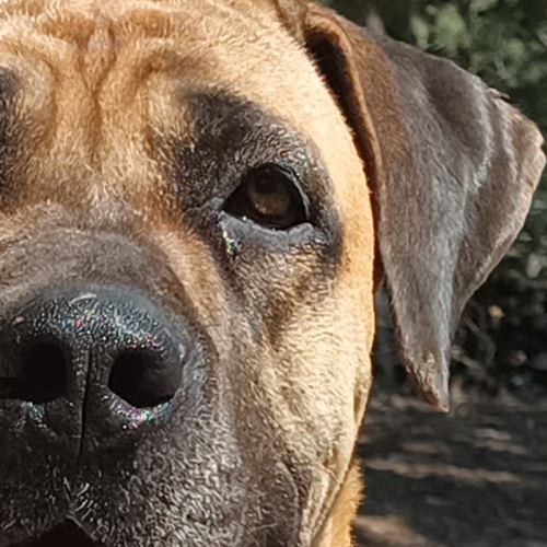 boerboel_face boerboel_face