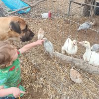 boerboel_kid_owner boerboel_kid_owner
