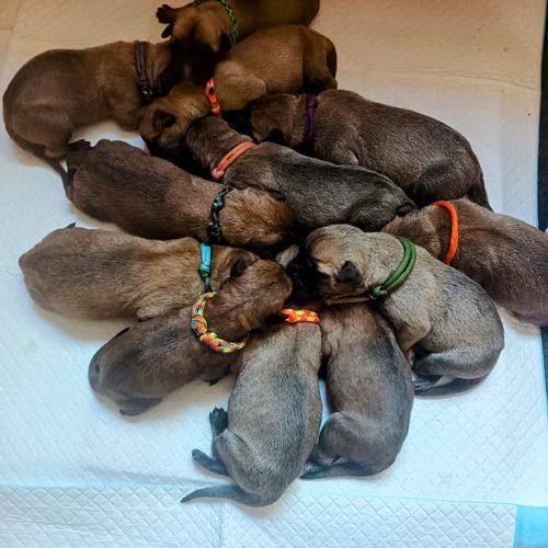 boerboel_puppies